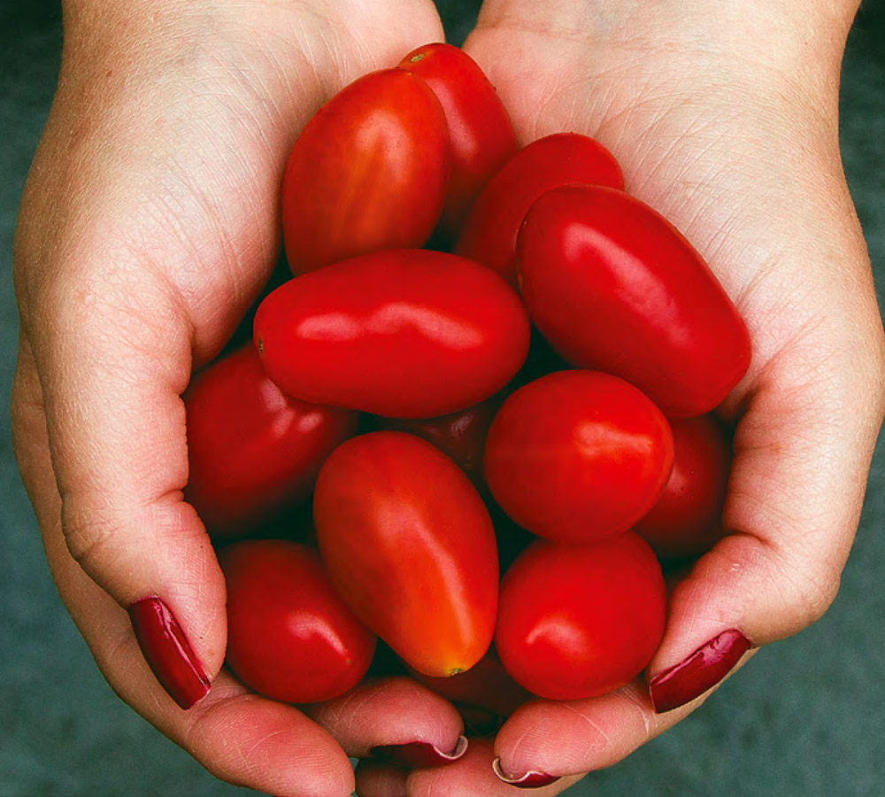 Pomodori